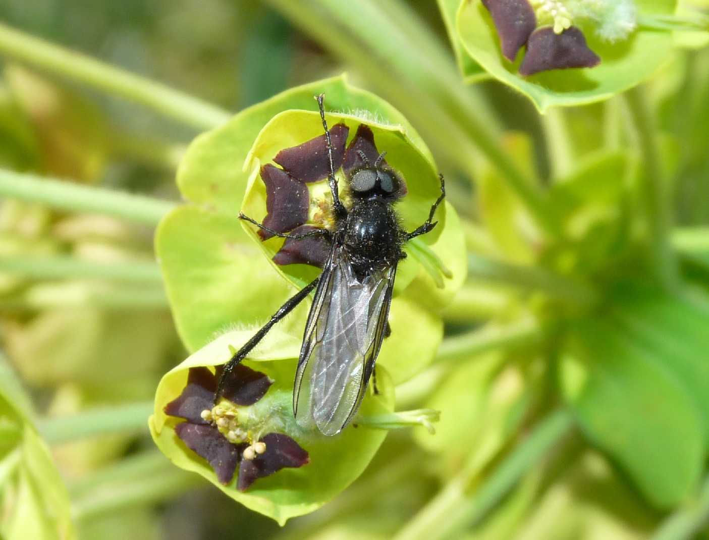 Bibio marci ♂ (Bibionidae)